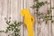 Mustard Yellow Cloque Georgette Woven Bias Tape Binding Trim 1.25 inches width x 5 yards